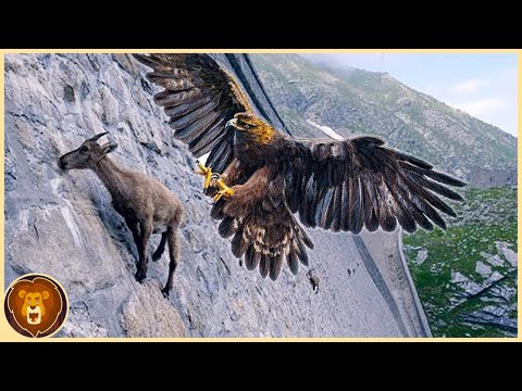 The 15 deadliest eagles in the world