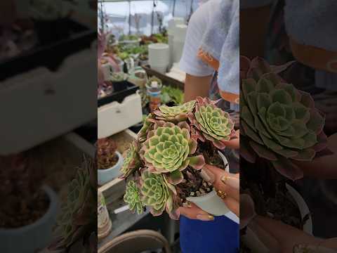 園芸 木のアエオニウム、木のキャベツ