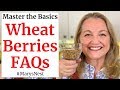 Wheat Berries FAQs - Frequently Asked Questions About Wheat Berries