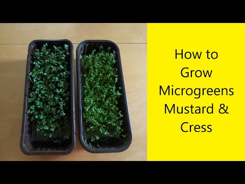 How to Grow Microgreens - Mustard & Cress - UK Allotment (Zone 8)