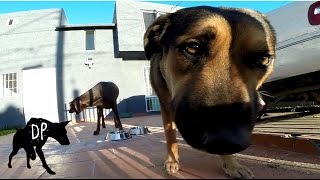 Download lagu Dog Kibble vs Raw Challenge mp3 Download lagu Dog Kibble vs Raw Challenge mp3