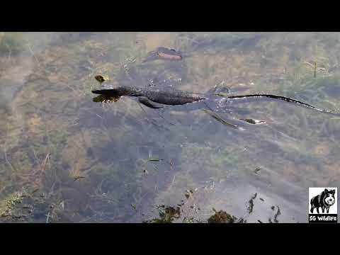 Monitor Lizard swimming in MacRitchie Reservoir Central Catchment Area hunting for food
