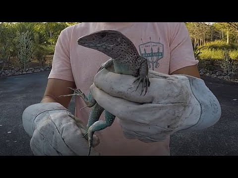 2ft/60cm ameiva or jungle-runner lizard runs off... well, into the jungle...