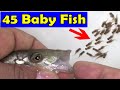Mother Leaf Cichlid Fish Gave Birth To 45 Baby Fish