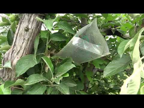 Mogući problemi u zasadaima jabuke štetočine i ošćtećenja