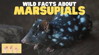 ASL Wild Facts about Marsupials