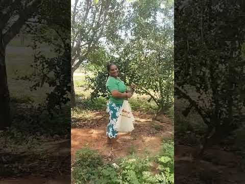 #shorts . Olha que pomar em Cachoeira do mato Bahia