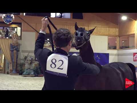 N 82 STAR FARID   European Championship 2019   Yearling Colts Class 10A