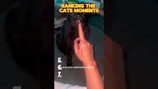 Download lagu Ranking The Cats Moments #shorts #ranking #cat  #funnycats mp3