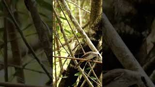 Download lagu Trucukan Bird trap #shorts mp3 Download lagu Trucukan Bird trap #shorts mp3