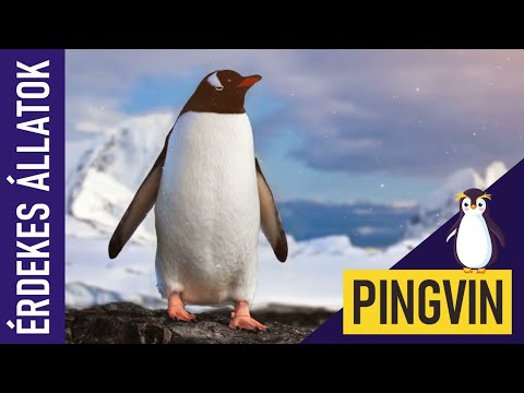 PINGVIN | Állatok kicsiknek | Ismeretterjesztő | Természetfilm | Magyar szókincs bővítése
