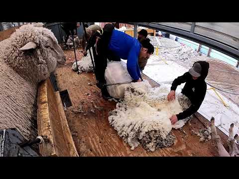 Shearing run Fine Wool Ewes Montana March 2025