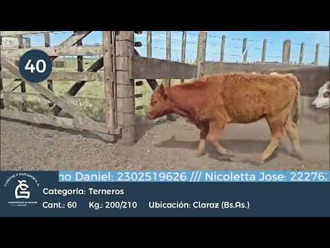 Lote Machos a término - Claraz Bs As