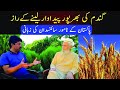 How to get Maximum Yield of Wheat l Gandum ke Kasht II Wheat Cultivation