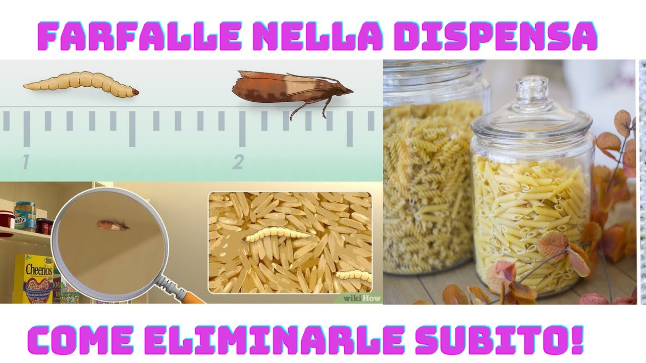 CASA| ELIMINARE LE FARFALLE DALLA DISPENSA