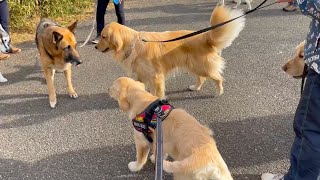 We joined the large dog paradise again!