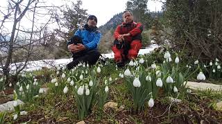 Kardelen 2022 Baharın Müjdecisi Beyaz Gelinlikler Toroslarda açtı