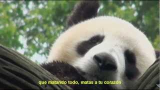 Javier Jofré - Ghost Animal [English Album] Reconnected