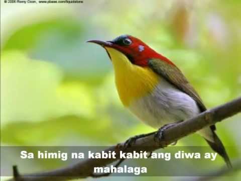 MAY IBONG KAKANTA KANTA (Mabuhay Singers)  Beautiful birds pics.wmv