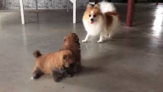 Video preview image #1 Pomeranian Puppy For Sale in HONEY BROOK, PA, USA