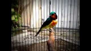 Download lagu Kolibri Muncang Tembakan Kenari mp3