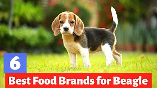 6 Best Dog Foods for Beagles in 2022 | Which one is Best for
