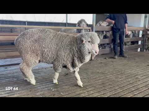 Lot 64 240430 2025   SD 480p