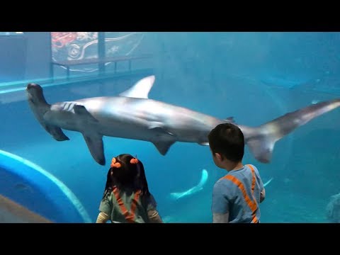 download lagu mp3 mp4 Sea Animals Zoo, download lagu Sea Animals Zoo gratis, unduh video klip Sea Animals Zoo