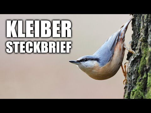 Kleiber Artportrait (Aussehen, Lebensweise, Stimme und mehr)