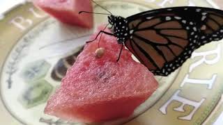 How to Feed a Butterfly (feeding monarch butterflies feed monarch butterfly)