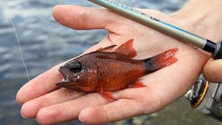 Sam Edmonds Light Rock Fishing in Mauritius