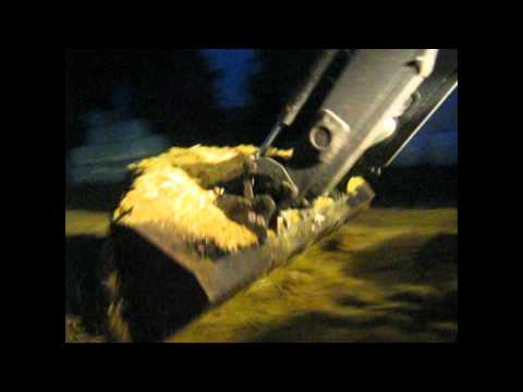 Kukurydza 2011 Podlasie Krypno