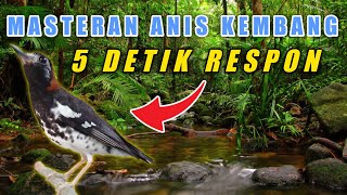 Download lagu Masteran Anis Kembang Gacor Untuk Pancingan Anis Kembang Macet Bunyi Jadi Juara Kicau mp3