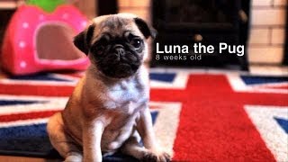 Pug puppy playing | Luna 8 weeks old