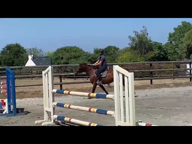 JUMENT SELLE FRANCAIS 3 ANS DEBOURREE