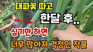 대파꽃 빨리 따야하는 이유 꽃따고 한달후..대파가? 한번심으면 너무 많이 늘어나는 대파2가지