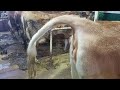 Some Cow Poop