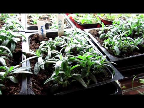 In 60 Seconds or Sow: My Rosemary Won't Germinate! - How to Get Rosemary to Germinate Well in 4 Tips