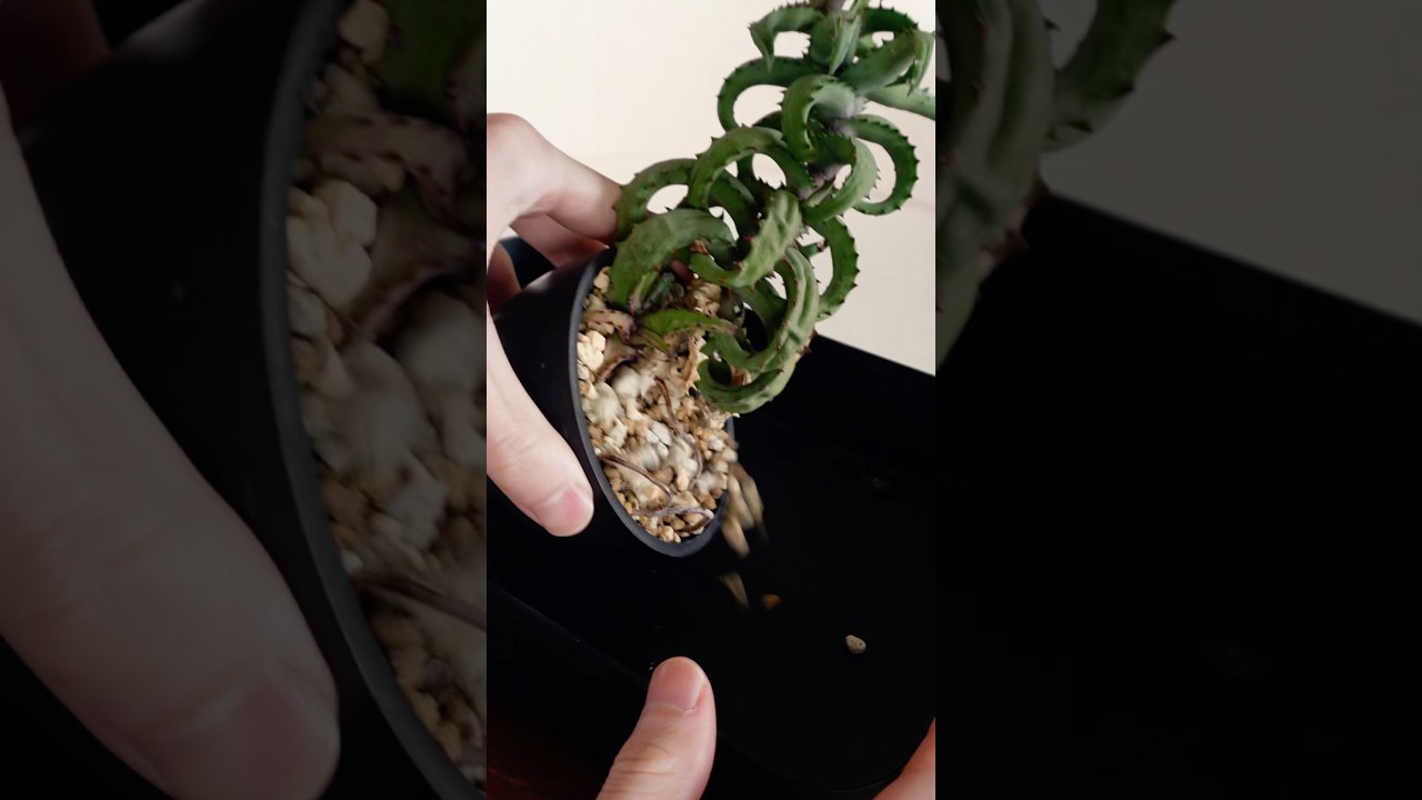 お気に入りの観葉植物を植替え #観葉植物