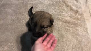 Video preview image #7 German Shepherd Dog Puppy For Sale in LEAD HILL, AR, USA