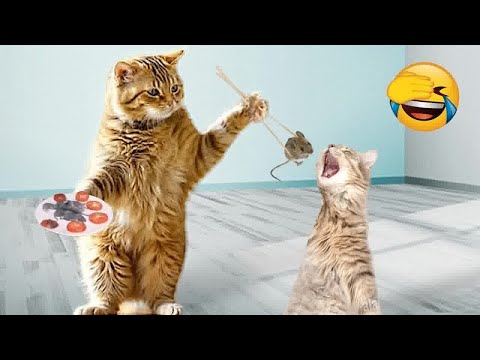 🐕 Try Not To Laugh Dogs And Cats 😍 Best Funny Cats Videos 2024 😆
