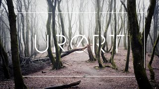 Fremtidens skov // Sådan kan en urørt skov udvikle sig fra spire til genfødsel