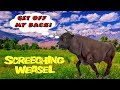 Get Off My Back - Screeching Weasel, bass cover
