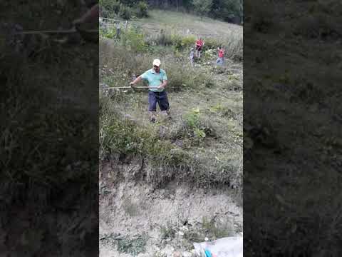 CLACĂ DE COSAŞI (VECHI OBICEI) ÎN DEALUL MOCANULUI PARTEA I LOC. ÎNTREGALDE JUD. ALBA