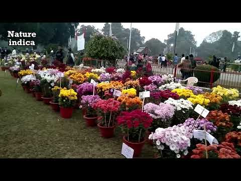 Coleus and Gul e Dawoodi flower show | Company Garden | Chandrashekhar Azad Park Prayagraj Allahabad
