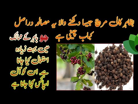 Cubeb pepper Health Benefits in Urdu l KU G Health & Beauty tips