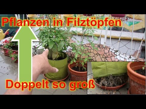 Pflanzen in Filztöpfen wachsen doppelt so groß