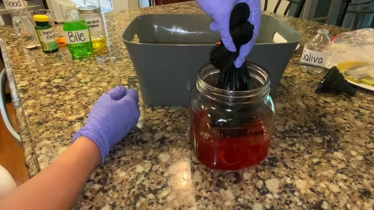 Digestive System Simulation / Lab