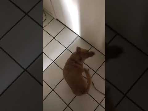 Cute adorable puppy reactions while going out for walk in lift