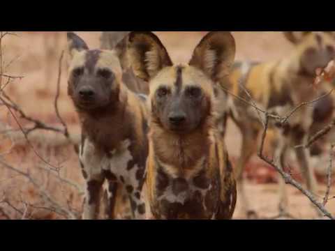 wild dogs taster